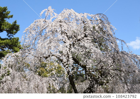 京都御苑的垂枝櫻花 京都御苑的垂枝櫻花 108423792