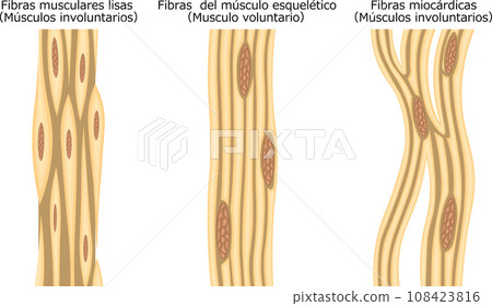 Muscle muscle fiber structure illustration Spanish Muscle muscle fiber structure illustration Spanish 108423816