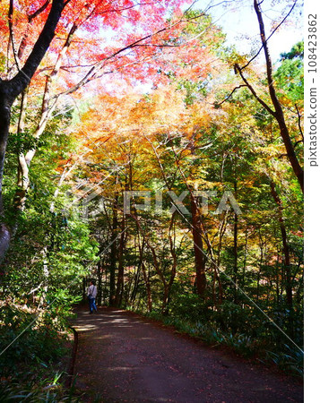 Autumn leaves in the mountains of Gifu Prefecture 20,11,2021 108423862