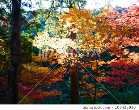 岐阜縣山上的秋葉 20,11,2021 108423930