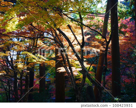Autumn leaves in the mountains of Gifu Prefecture 20,11,2021 108423931