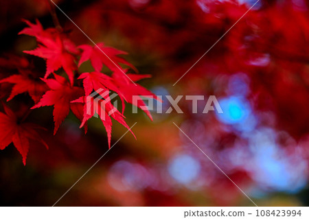Autumn leaves that turn red Autumn leaves that turn red 108423994