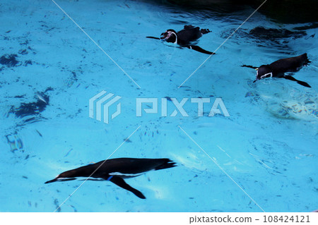 Penguin 108424121