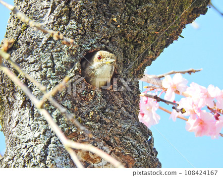 A cute little woodpecker makes its cute face in its burrow on the trunk of a pink cherry blossom tree. A cute little woodpecker makes its cute face in its burrow on the trunk of a pink cherry blossom tree. 108424167
