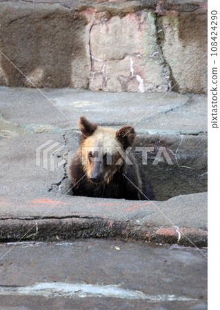 Brown bear 108424290