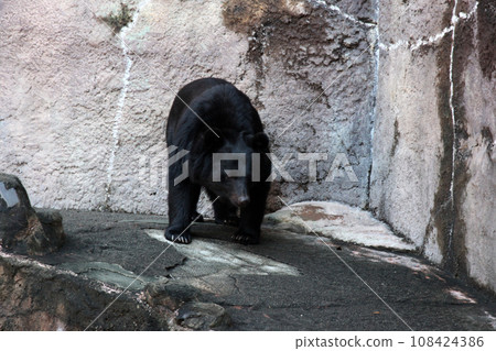 Asian black bears Asian black bears 108424386