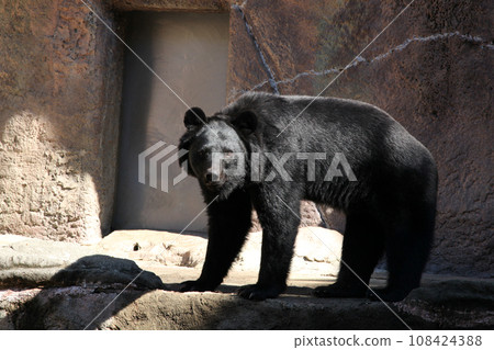 Asian black bears 108424388
