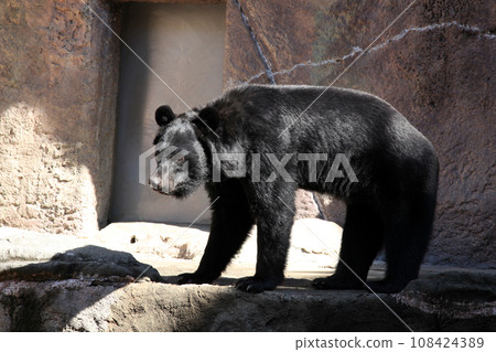 Asian black bears Asian black bears 108424389