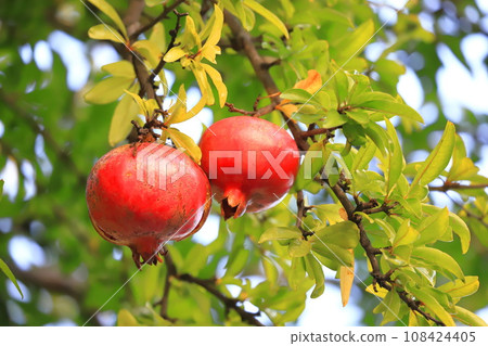A large ripe pomegranate fruit 108424405