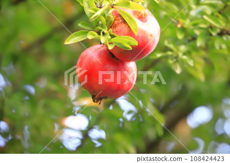 large ripe pomegranate fruit 108424423