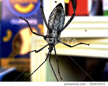 bug on glass surface bug on glass surface 108424501