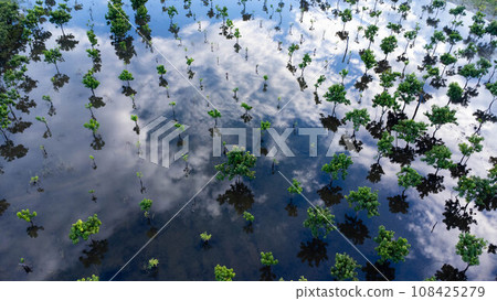 Flooded trees in an orchard in northern Thailand. Aerial photograph of a mango orchard during the flood season in Lamphun, Thailand. Effects of global warming Flooded trees in an orchard in northern Thailand. Aerial photograph of a mango orchard during the flood season in Lamphun, Thailand. Effects of global warming 108425279