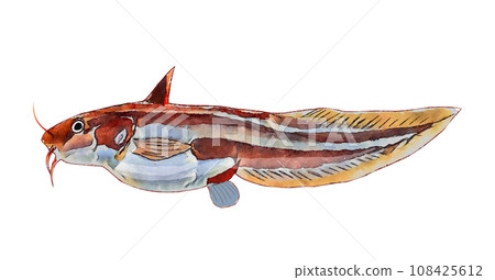 鰻鯰絛蟲 108425612