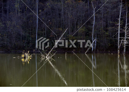 樹木倒映在天然湖泊的表面 108425614