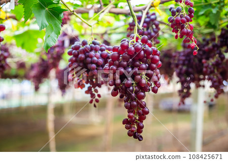 Grapes in the vineyard waiting to be harvested to make wine. Copy space background 108425671