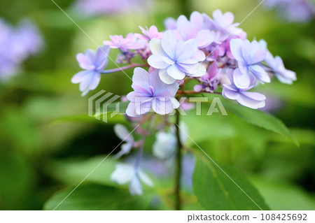Hydrangea flower 108425692