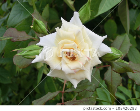 white rose flowers, fresh snow white rose flowers, fresh snow 108426288