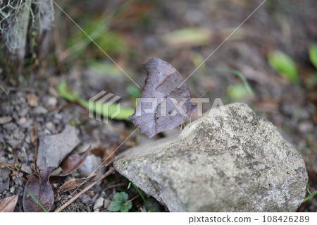 Autumn crocodile butterfly (Kurokima butterfly) Autumn crocodile butterfly (Kurokima butterfly) 108426289