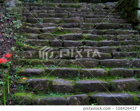 Nara, Uda City, Muroji Temple, stone steps and manju flowers (approach in front of the five-storied pagoda, autumn) 108426417