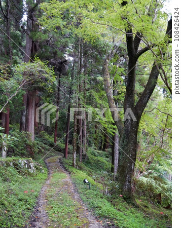 奈良宇陀市本殿後的山路（秋季） 108426424