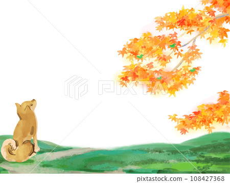 柴犬智美地白色背景 108427368