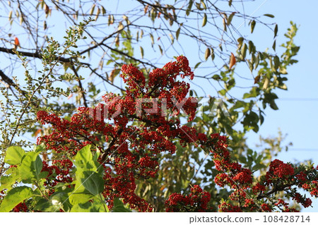 火棘紅果在秋季公園 108428714