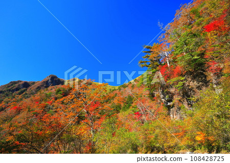 Autumn leaves along the UFO line on a clear day (Iyo Fuji) 108428725