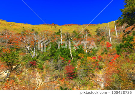 晴朗的日子UFO線沿線的秋葉(東黑森山) 晴朗的日子UFO線沿線的秋葉(東黑森山) 108428726