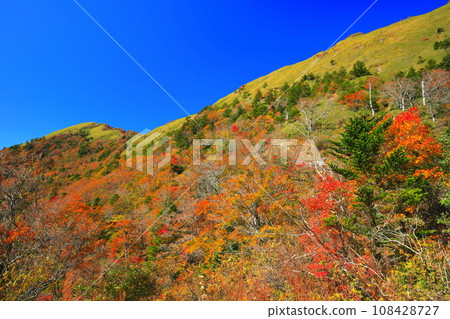 Autumn leaves along the UFO line on a clear day (Higashikuromoriyama) 108428727