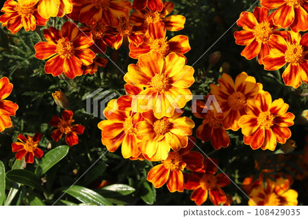 Orange marigold flowers blooming in the autumn garden 108429035