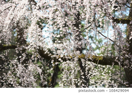 Weeping cherry blossoms at Kyoto Gyoen Weeping cherry blossoms at Kyoto Gyoen 108429094