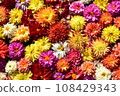 dahlias covered 108429343