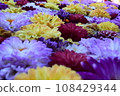 dahlias covered 108429344