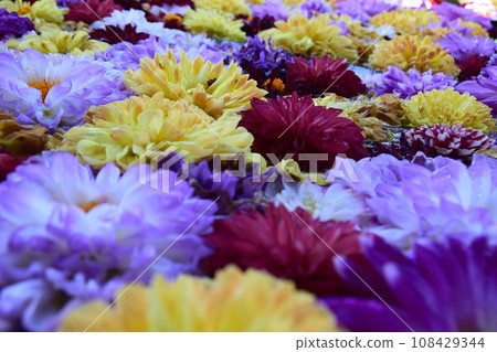 dahlias covered dahlias covered 108429344