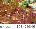 Momijji started to turn red leaves 108429346