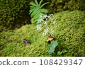 Daimonjisou and moss 108429347