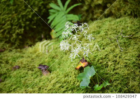 大門寺莊和苔蘚 大門寺莊和苔蘚 108429347