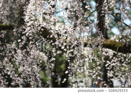 Weeping cherry blossoms at Kyoto Gyoen 108429355