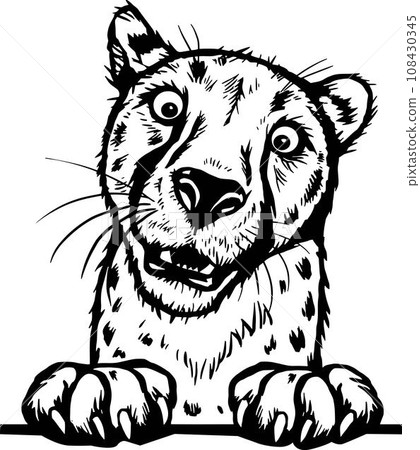 Peeking Cheetah - Funny Peek Animal - face head isolated on white Peeking Cheetah - Funny Peek Animal - face head isolated on white 108430345