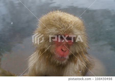 Snow monkeys Japanese macaques bathing in hot springs Monkey Park Snow monkeys Japanese macaques bathing in hot springs Monkey Park 108430498