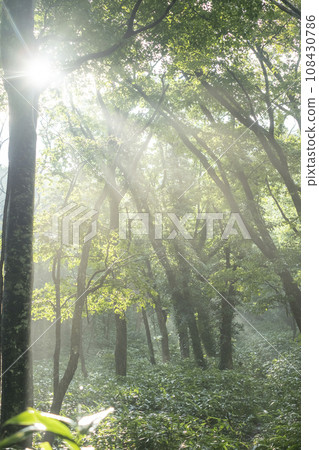 Beech forest with sunlight filtering through the trees 108430786