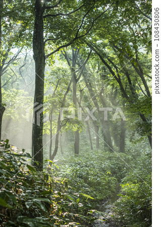 Beech forest with sunlight filtering through the trees Beech forest with sunlight filtering through the trees 108430806