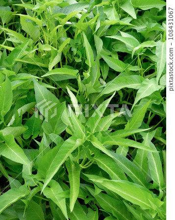 牽牛花的栽培 108431067