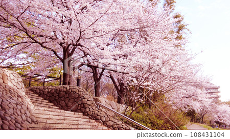 Cherry blossoms of Fukuoka Nakagawa 108431104