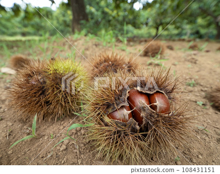 Chestnut picking image 108431151