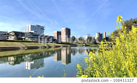 Full-blooming rapeseed flowers and Otoli Riverside Terrace against the blue sky (Otogawa Riverbed/Okazaki City, Aichi Prefecture) 108431327