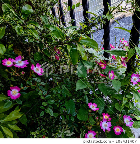 Old rose 108431407