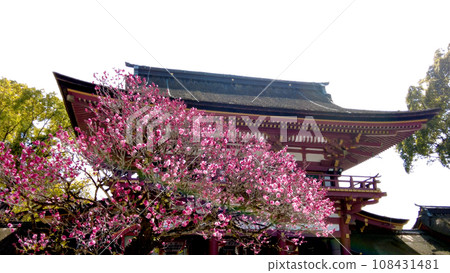 福岡太宰府天滿宮的梅花 108431481
