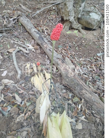 紅花 紅花 108431500