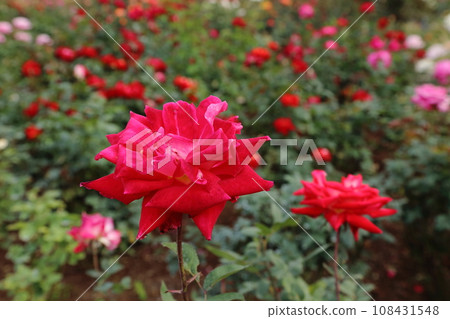 荒尾市少女公民花壇玫瑰花, 荒尾市少女公民花壇玫瑰花, 108431548